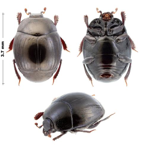Réf. 365 775 : Epitoxus sp.
